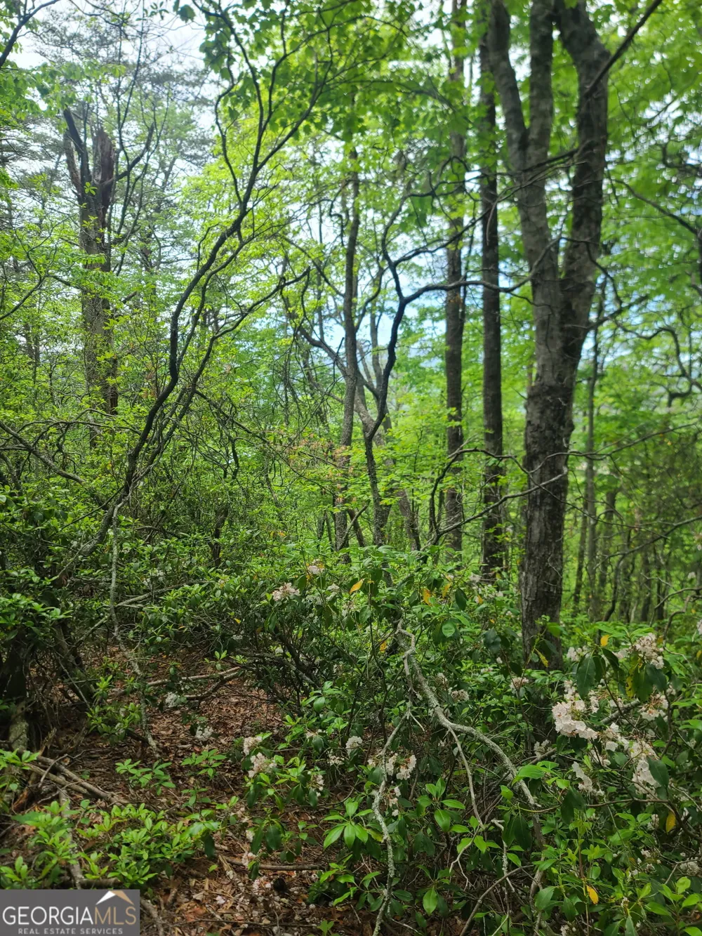 B Shake Hollow Rabun Gap, GA 30568
