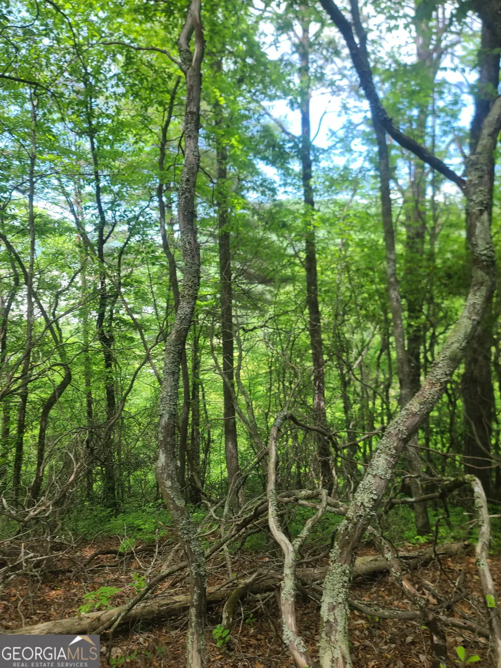 B Shake Hollow Rabun Gap, GA 30568