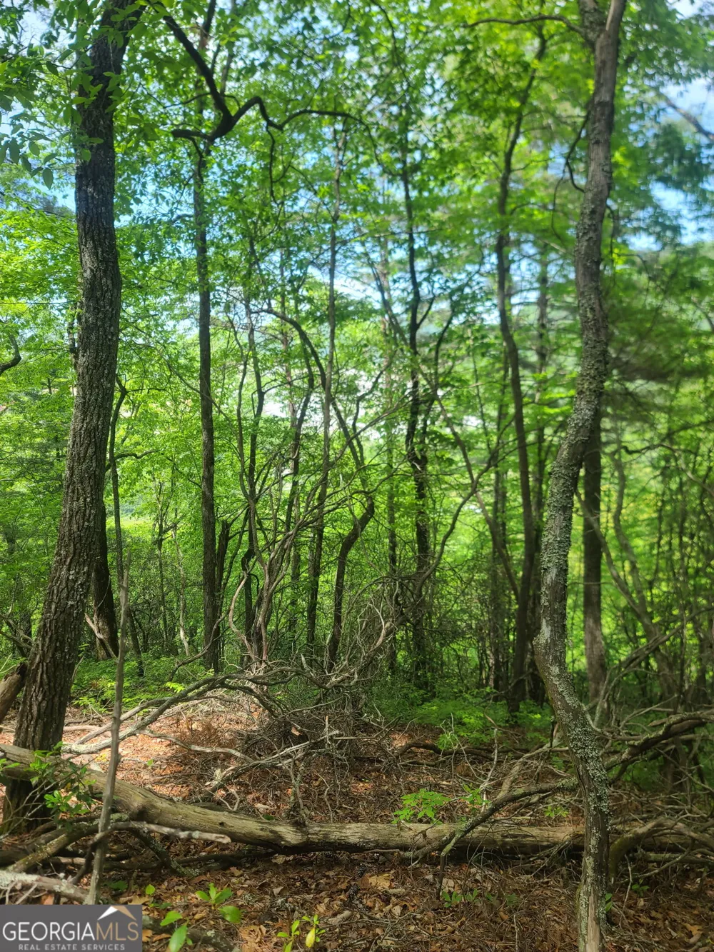 B Shake Hollow Rabun Gap, GA 30568