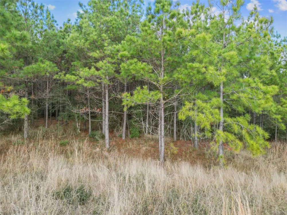123 Lone Star Ridge Lovelady, TX 77578