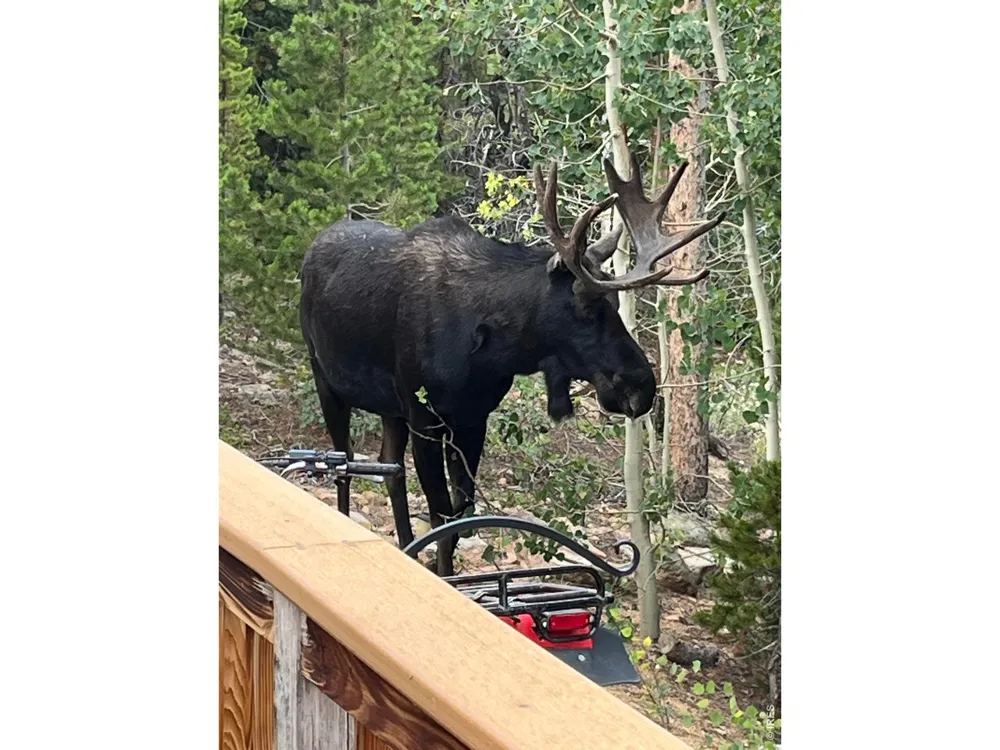 44 Natchez Circle Red Feather Lakes, CO 80545