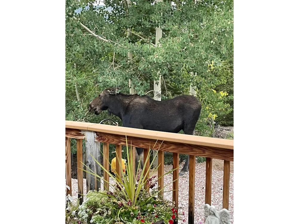 44 Natchez Circle Red Feather Lakes, CO 80545