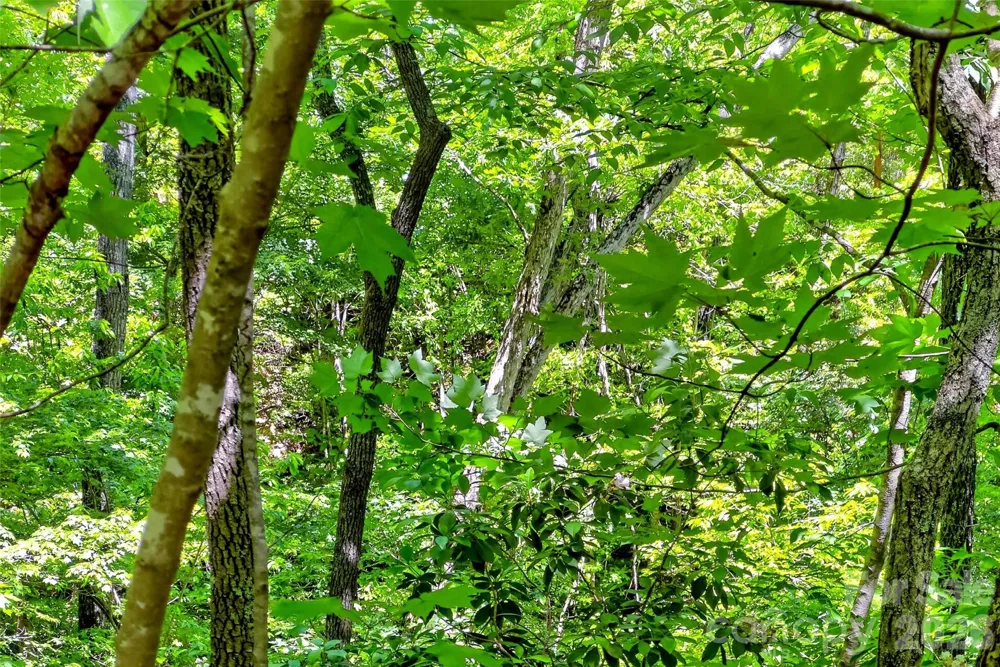 999 Justice Drive Lake Lure, NC 28746