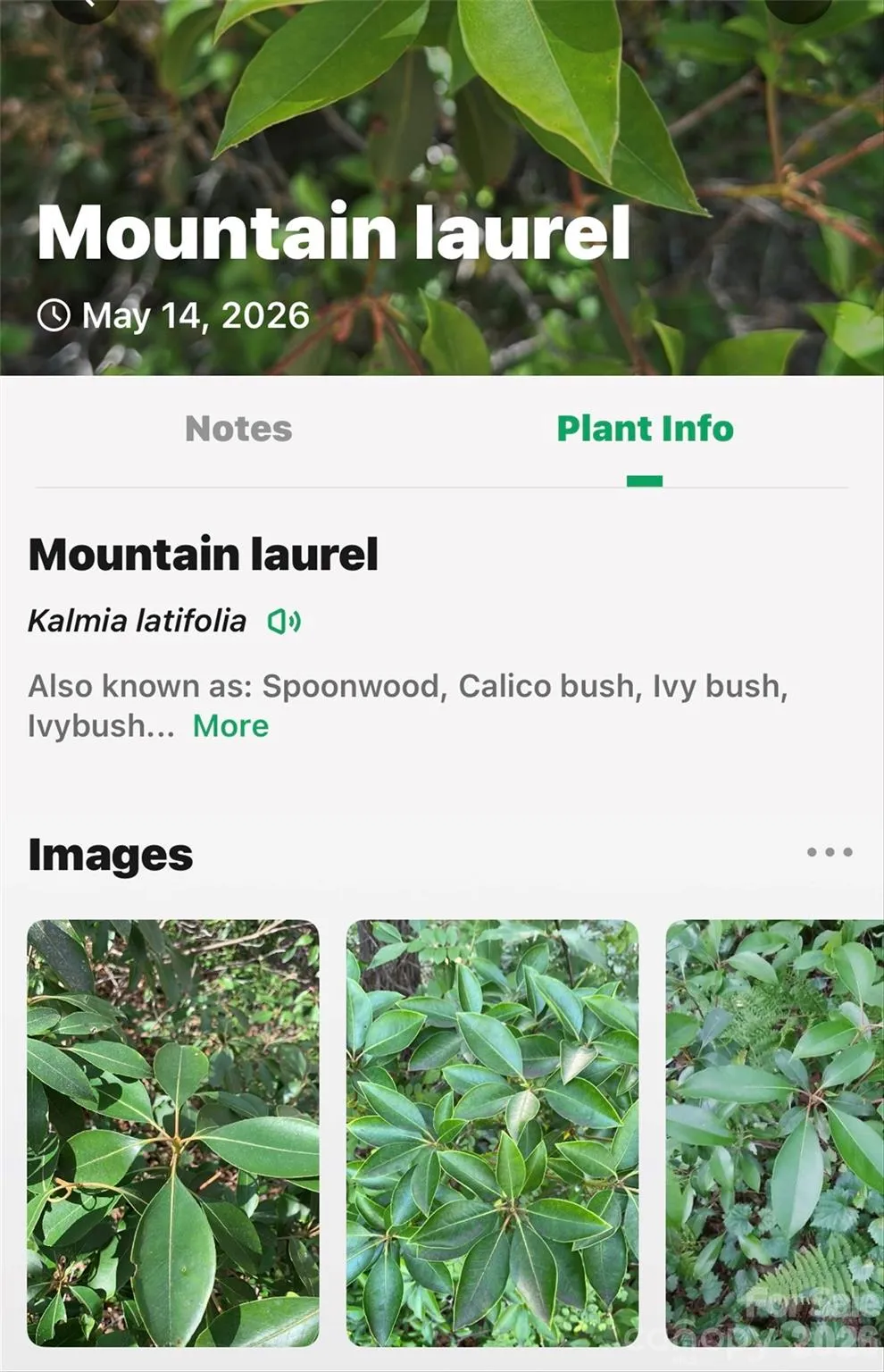 999 Justice Drive Lake Lure, NC 28746