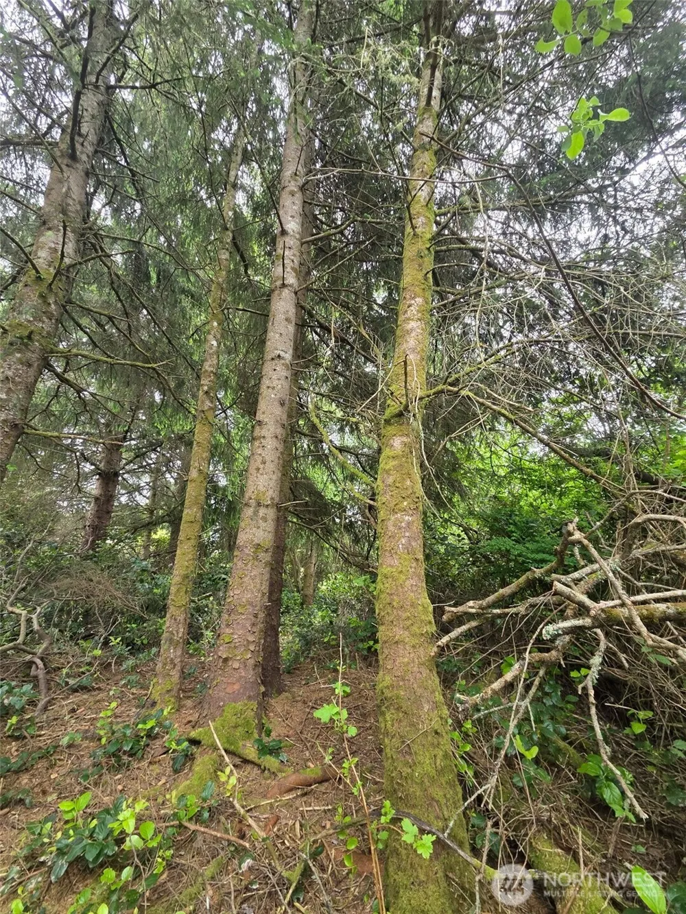 624 Wolf Ct SE Ocean Shores, WA 98569