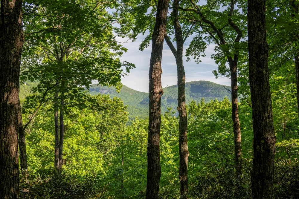 TMI 33 Toxaway Drive Lake Toxaway, NC 28747
