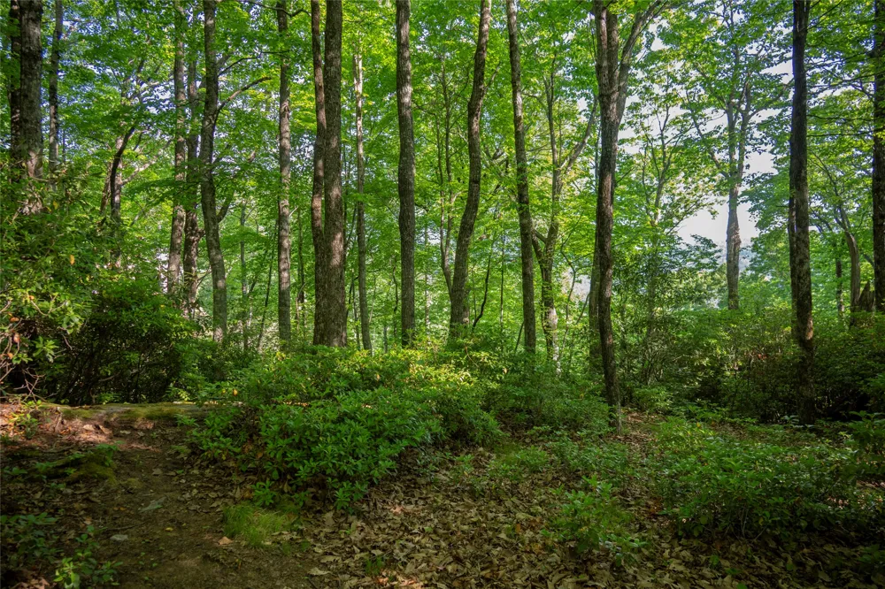 TMI 33 Toxaway Drive Lake Toxaway, NC 28747