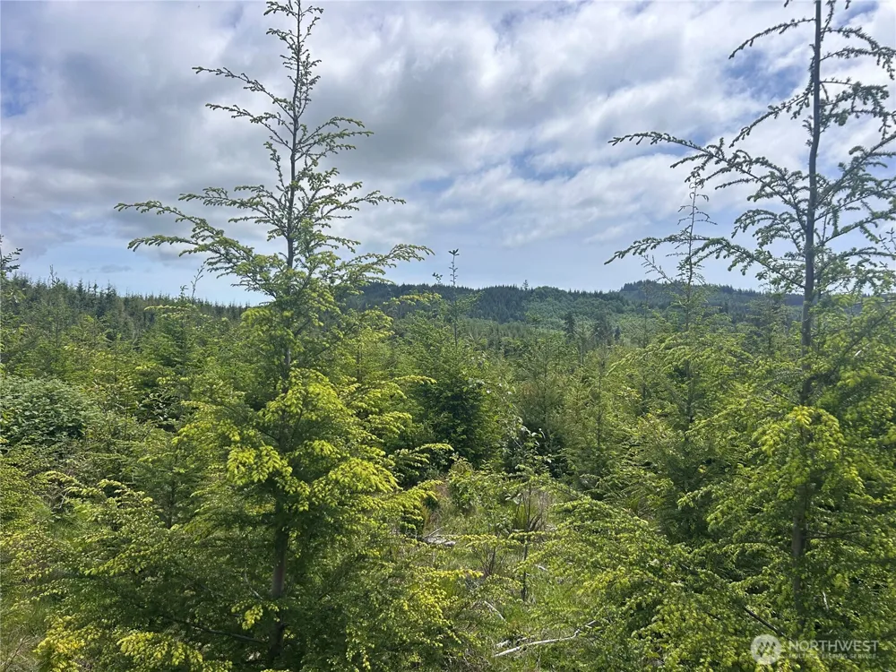 0 Eden Valley Road Rosburg, WA 98643