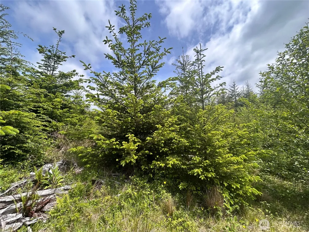 0 Eden Valley Road Rosburg, WA 98643