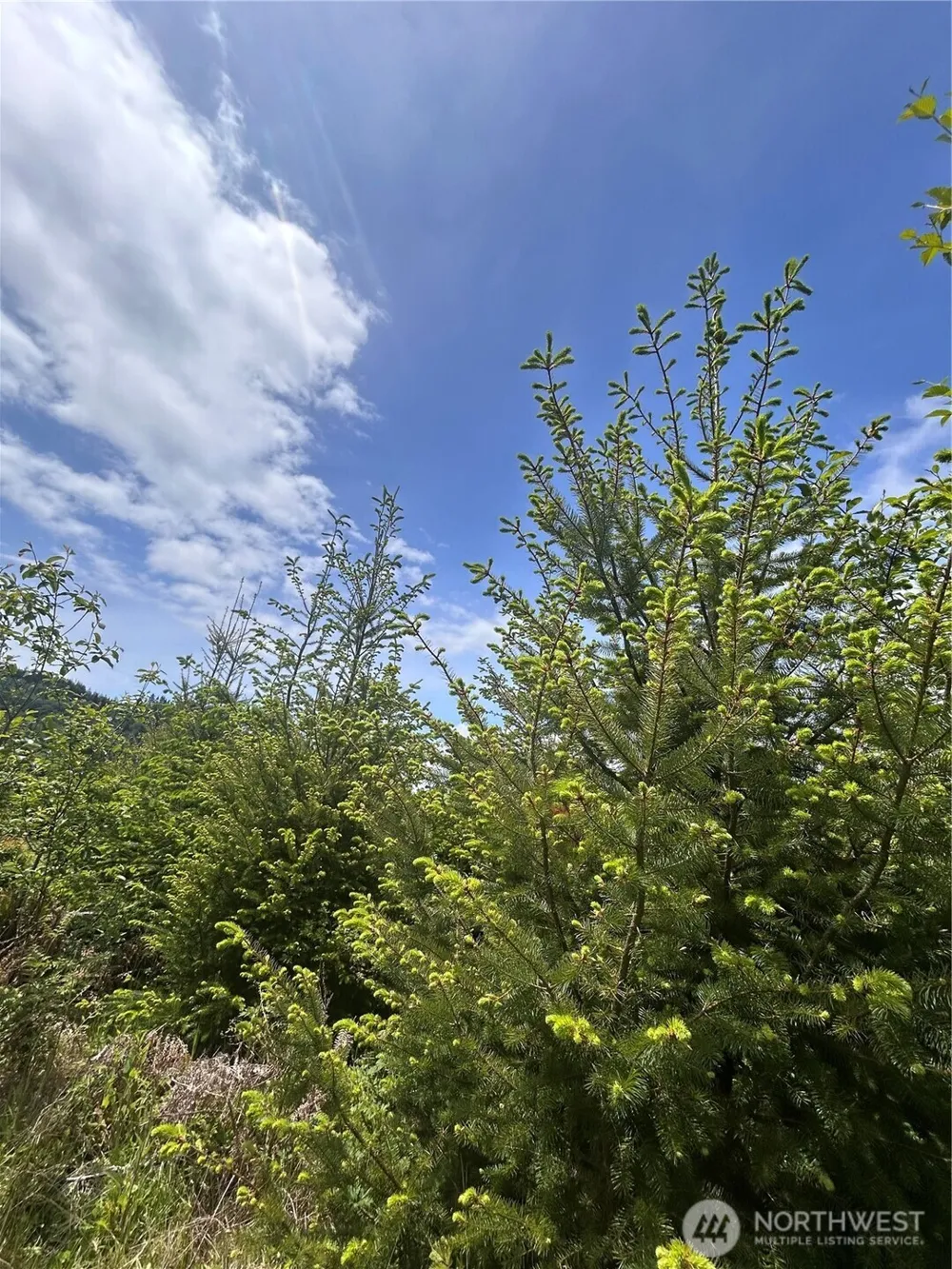 0 Eden Valley Road Rosburg, WA 98643