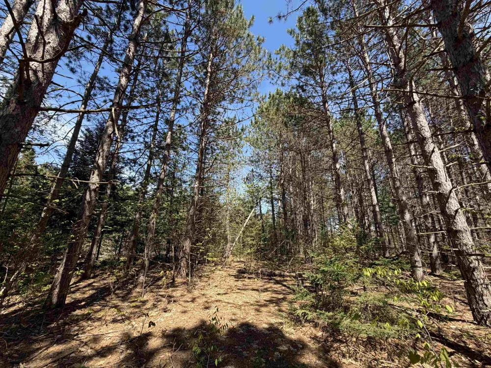13158 Cinder Road Homestead Township, MI 49617