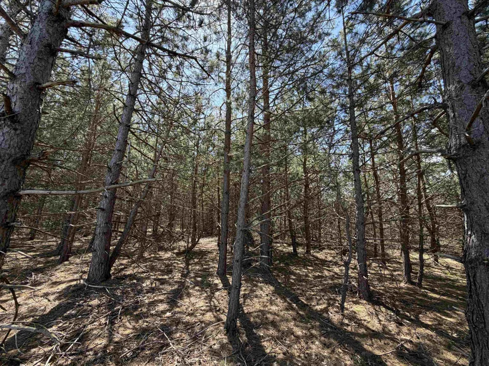 13158 Cinder Road Homestead Township, MI 49617