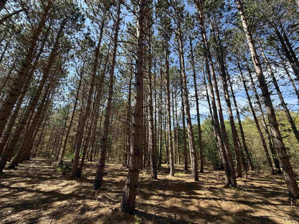 13158 Cinder Road Homestead Township, MI 49617