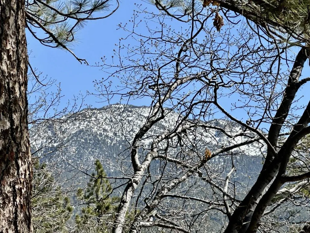 53226 Overlook Drive Idyllwild, CA 92549