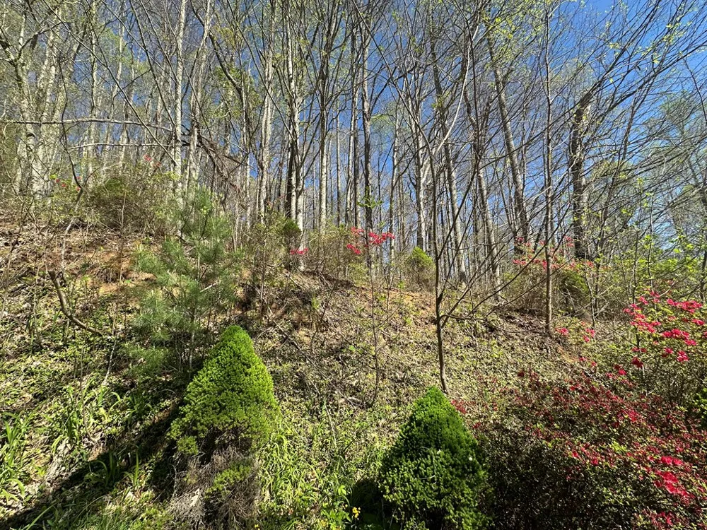 FOREST ROSE LN Sylva, NC 28779