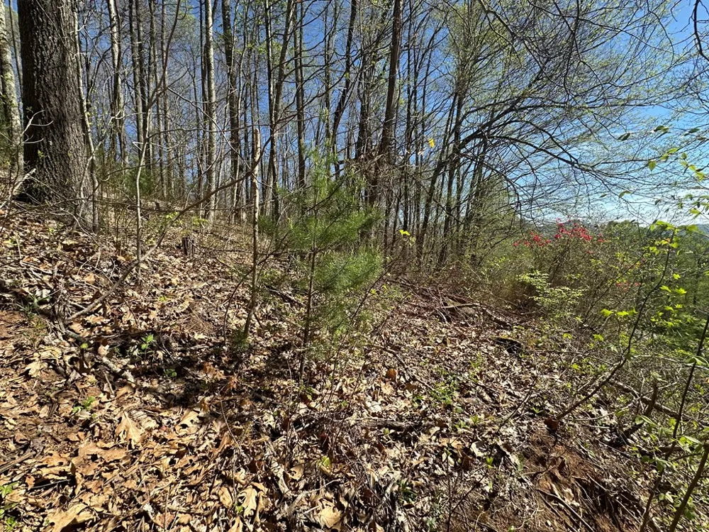 FOREST ROSE LN Sylva, NC 28779