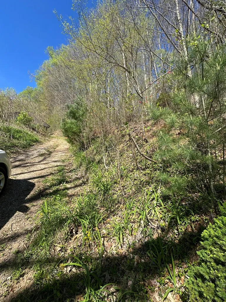 FOREST ROSE LN Sylva, NC 28779