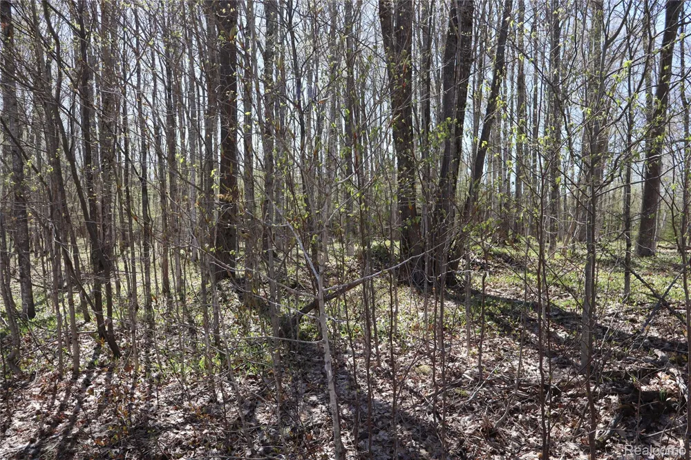 5575 E 26 Mile Road Pickford Township, MI 49774