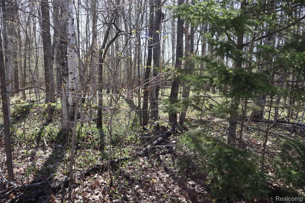 5575 E 26 Mile Road Pickford Township, MI 49774