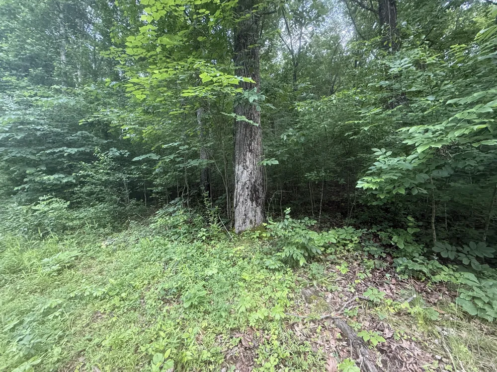 0 Caney Branch Rd Stewart, TN 37175