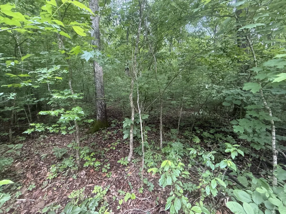 0 Caney Branch Rd Stewart, TN 37175