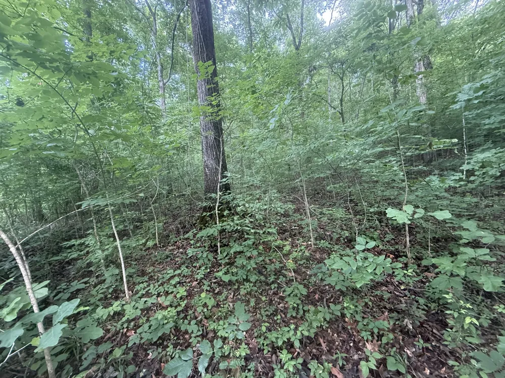 0 Caney Branch Rd Stewart, TN 37175