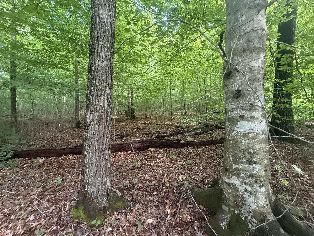 0 Caney Branch Rd Stewart, TN 37175