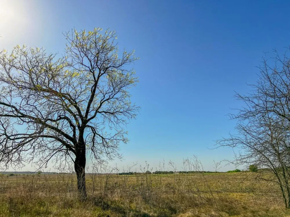 10 Hamilton Hamilton, TX 76531