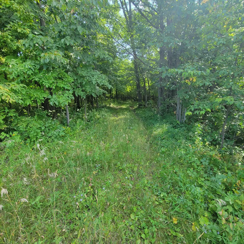 TBD Jeff Lake Road Richville, MN 56576