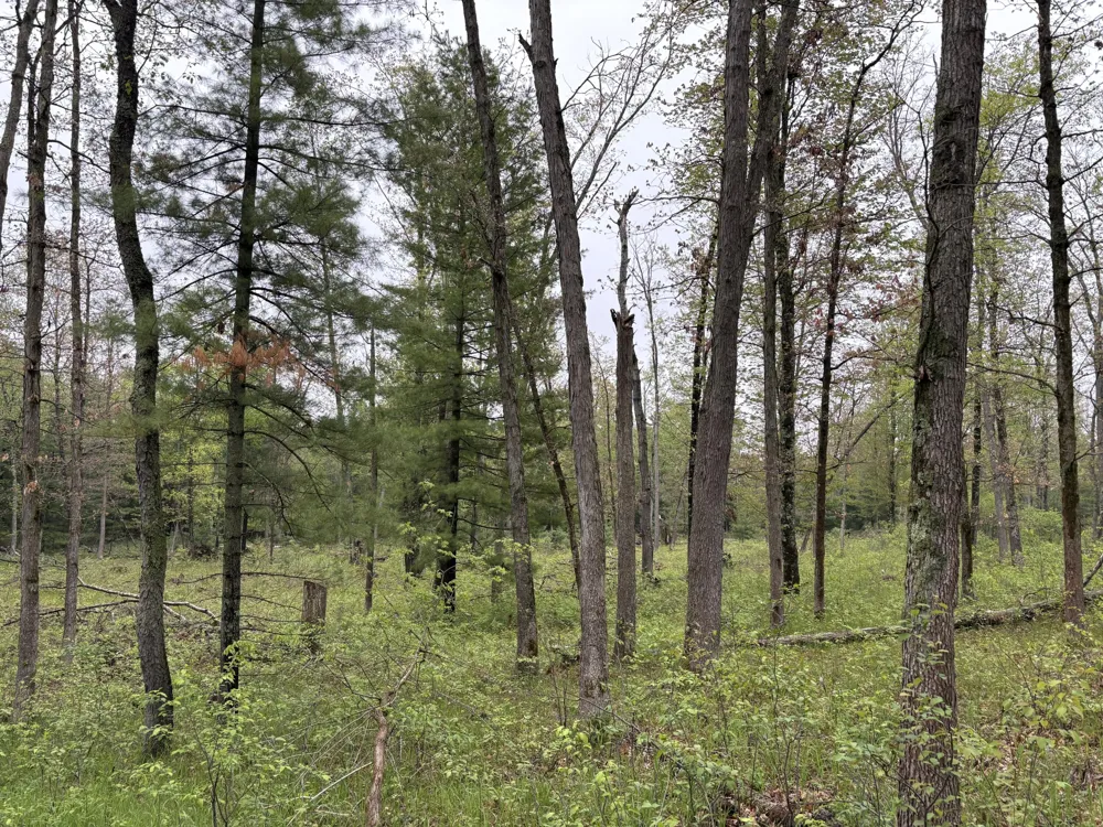 8774 S Star Lake Drive Baldwin, MI 49304