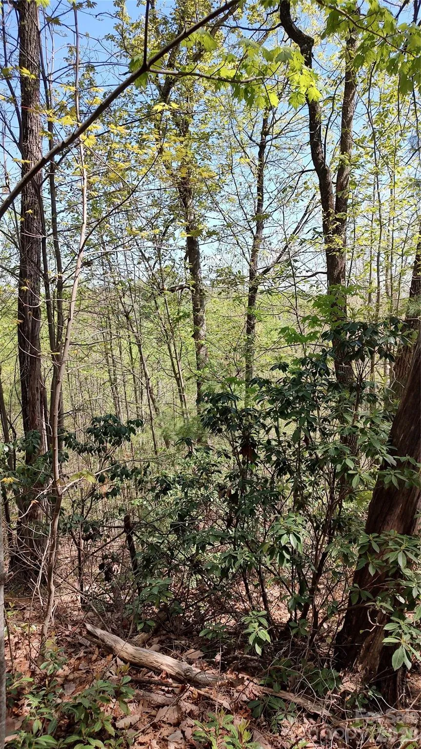 0 Staghorn Road Purlear, NC 28665