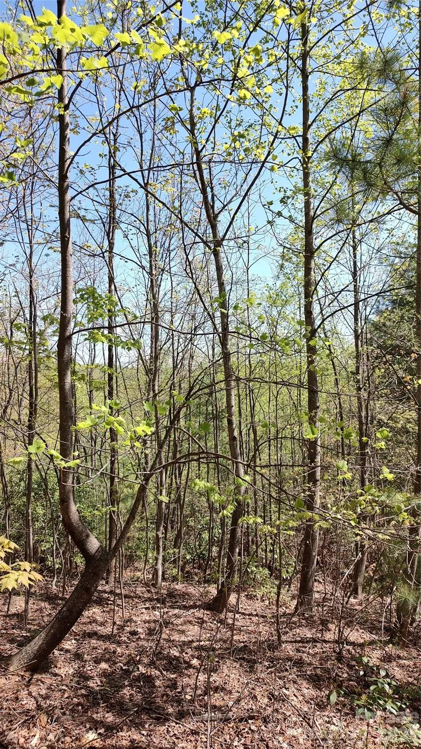 0 Staghorn Road Purlear, NC 28665