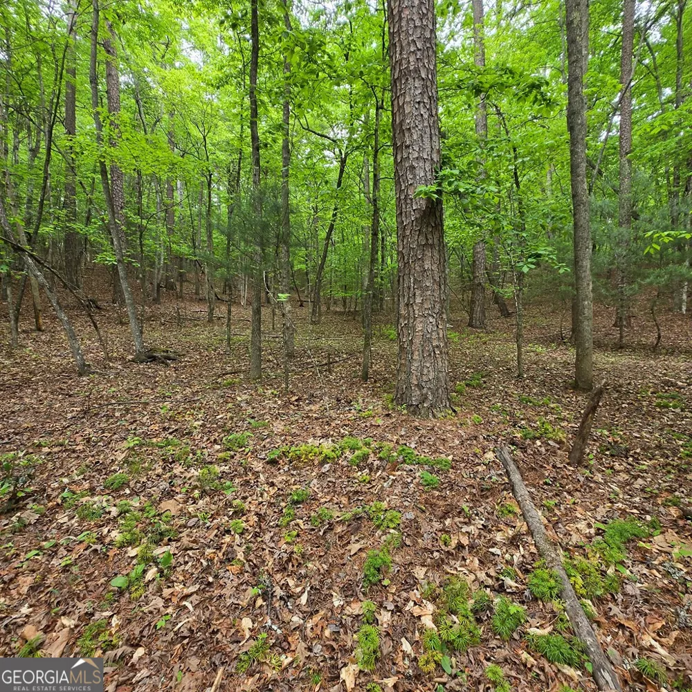 3.5ACRE Dusty TRL Morganton, GA 30560