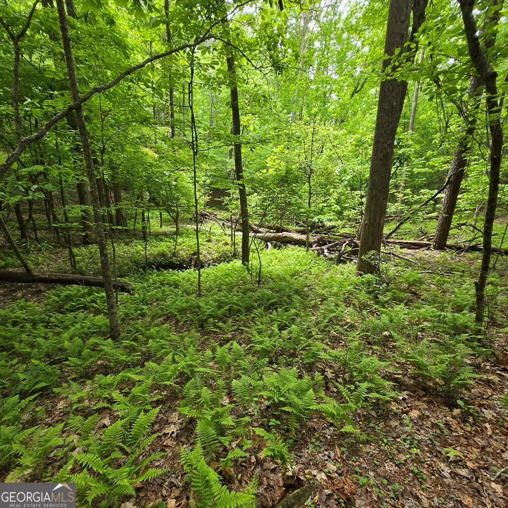 3.5ACRE Dusty TRL Morganton, GA 30560