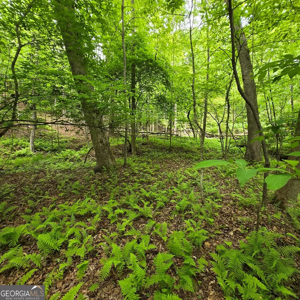 3.5ACRE Dusty TRL Morganton, GA 30560
