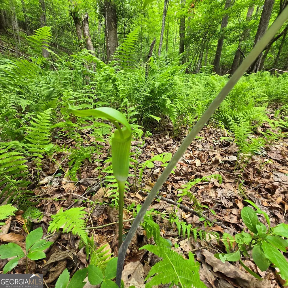 3.5ACRE Dusty TRL Morganton, GA 30560