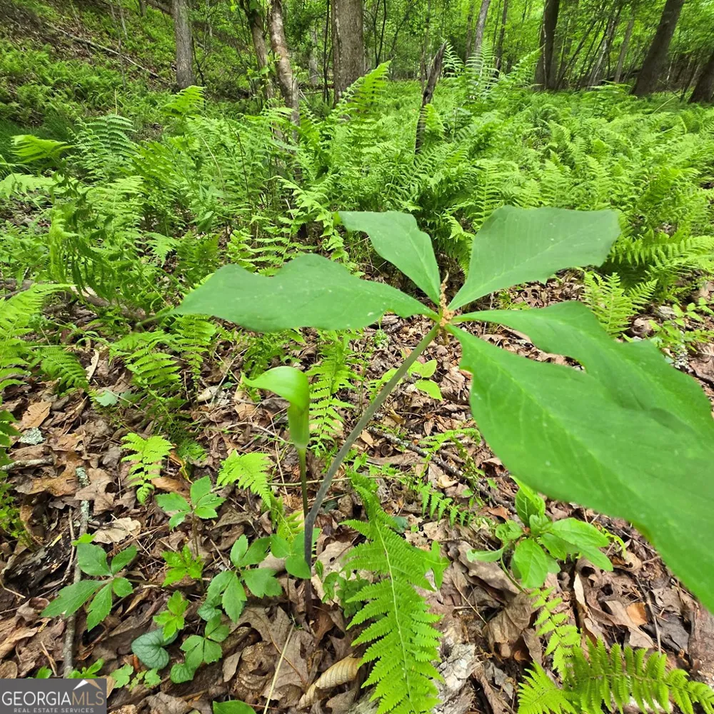 3.5ACRE Dusty TRL Morganton, GA 30560
