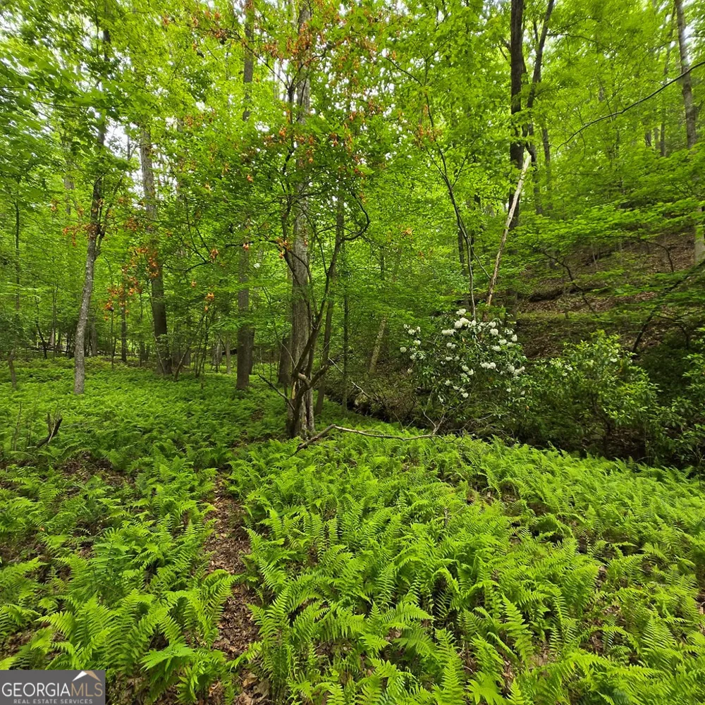 3.5ACRE Dusty TRL Morganton, GA 30560