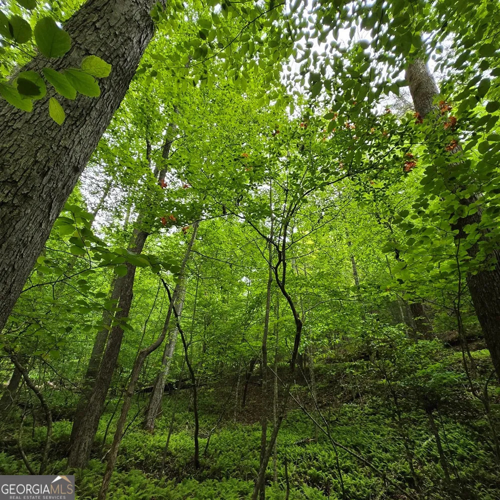 3.5ACRE Dusty TRL Morganton, GA 30560