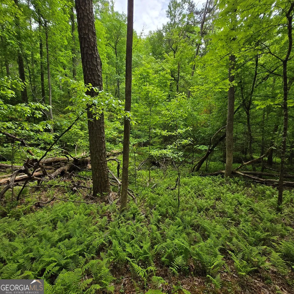 3.5ACRE Dusty TRL Morganton, GA 30560