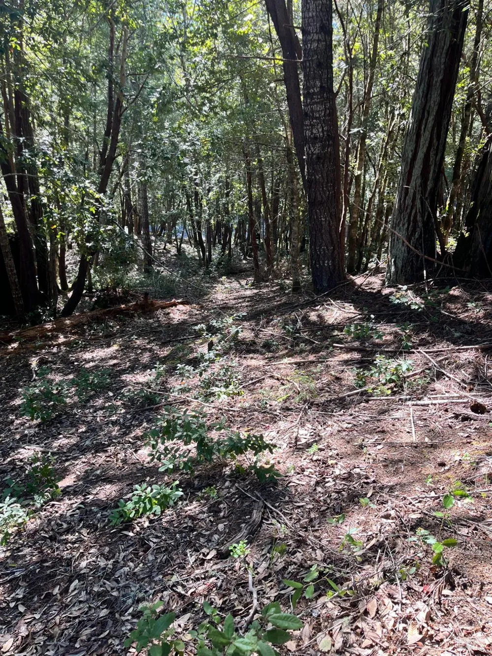 25143 Blue Jay Place Willits, CA 95490