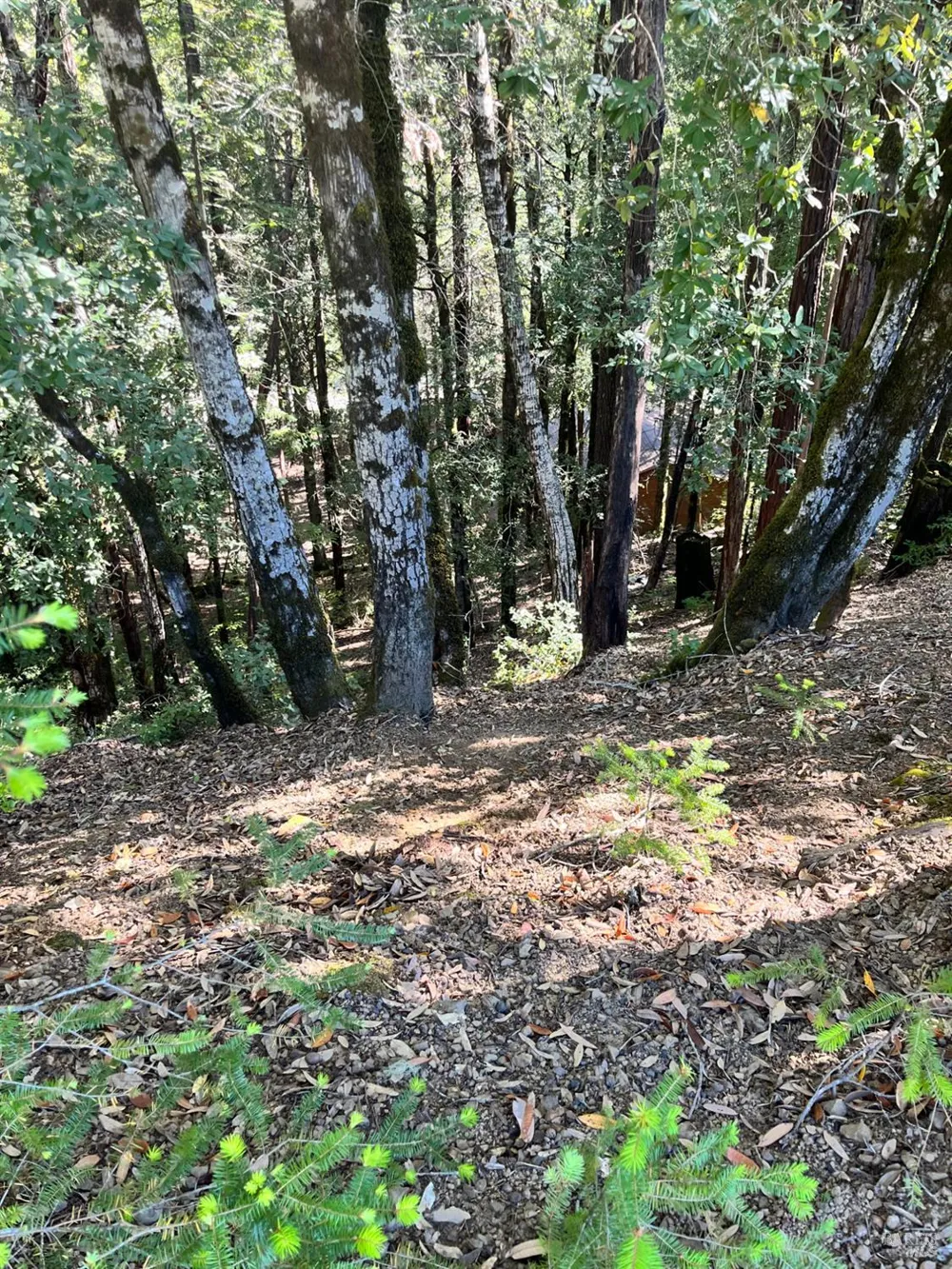 2185 Primrose Drive Willits, CA 95490