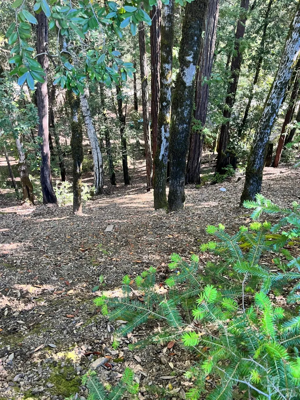 2185 Primrose Drive Willits, CA 95490