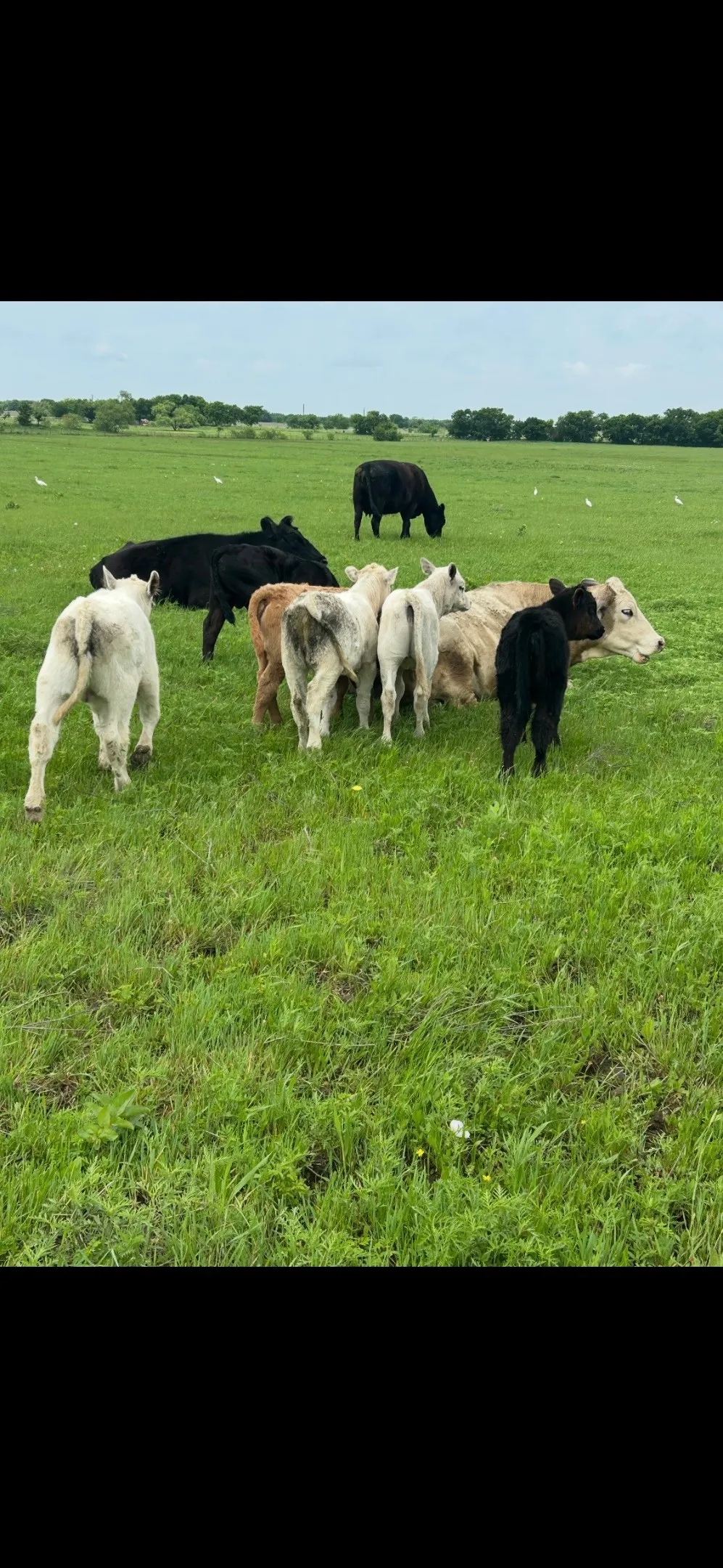 10 OHANLON ROAD Whitesboro, TX 76273