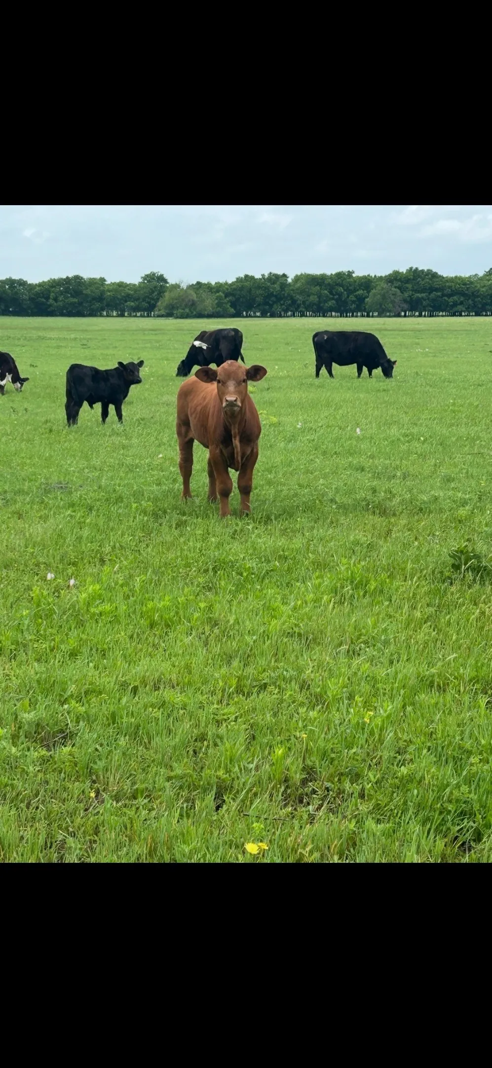 10 OHANLON ROAD Whitesboro, TX 76273
