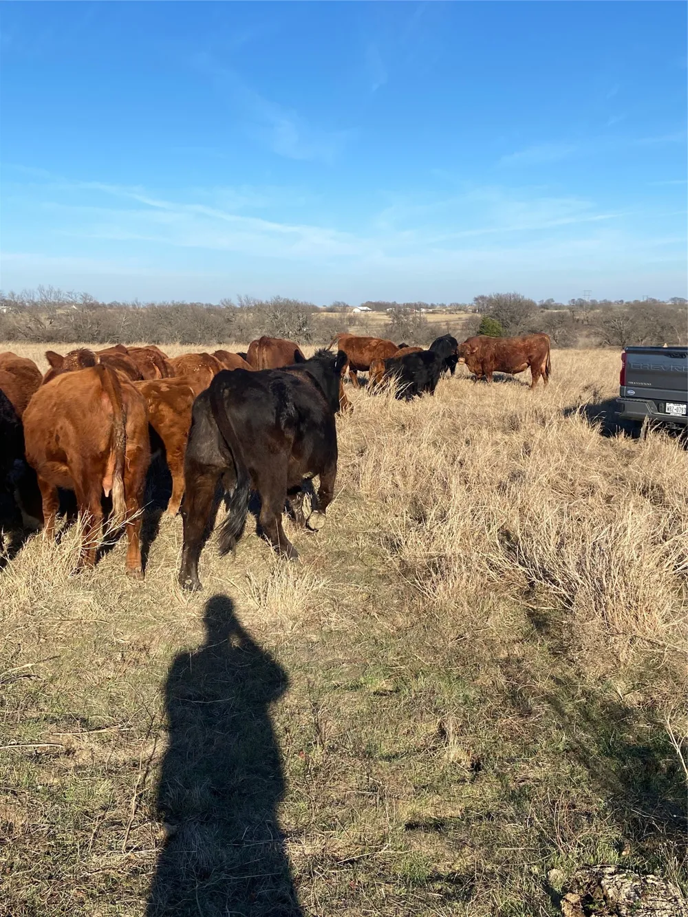 10 OHANLON ROAD Whitesboro, TX 76273