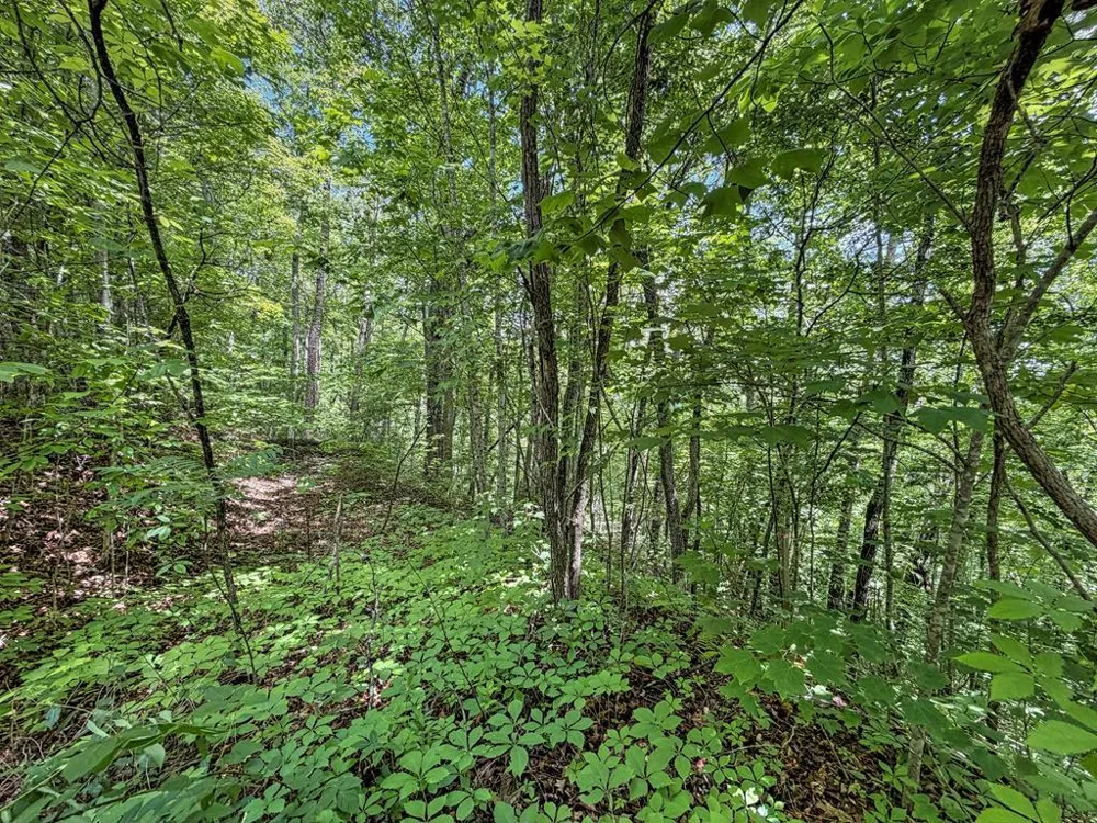 Fortner Ave Bryson City, NC 28713