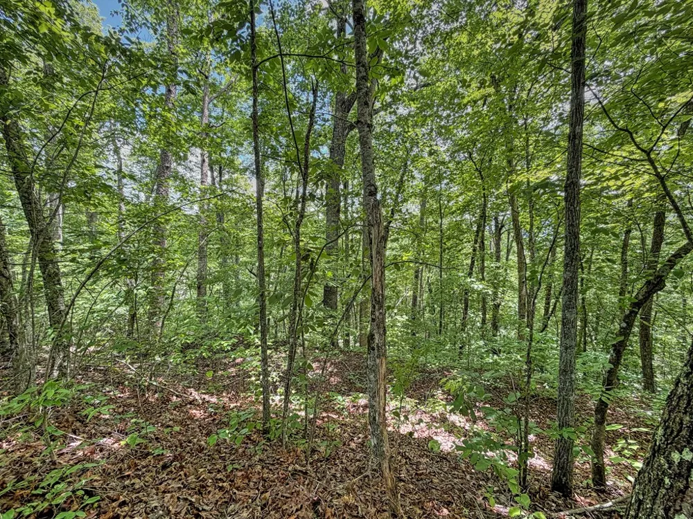 Fortner Ave Bryson City, NC 28713