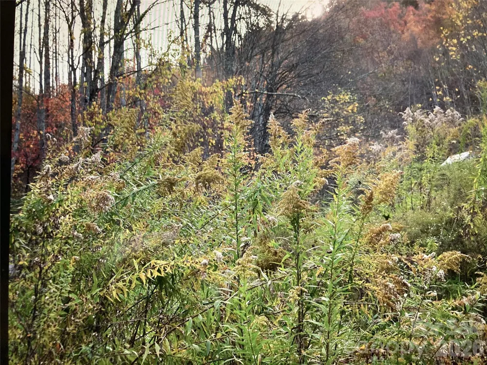 TBD Prices Creek Road Burnsville, NC 28714