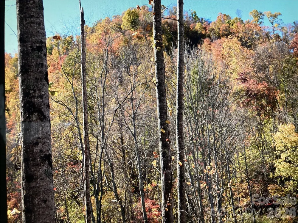 TBD Prices Creek Road Burnsville, NC 28714